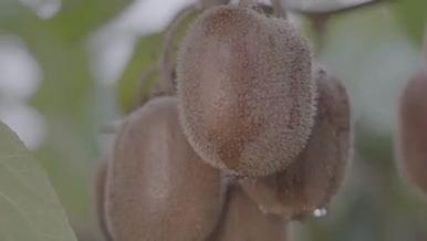 树上新鲜猕猴桃绿色食品视频的预览图